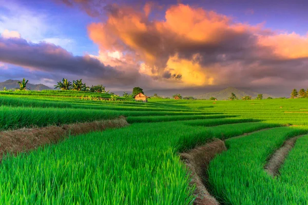 Beauty Nature Green Rice Fields North Bengkulu Indonesia — Stock Photo, Image