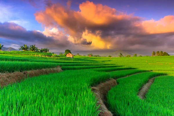 Beauty Sky Green Rice Fields North Bengkulu Ινδονησία — Φωτογραφία Αρχείου