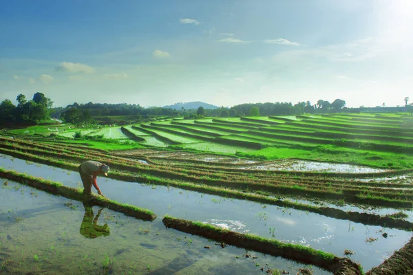 Schönheit Tageslicht Reisfeldern — Stockfoto