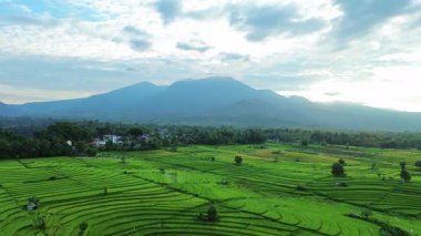 Beautiful morning view indonesia panorama landscape paddy fields with beauty color and sky natural light