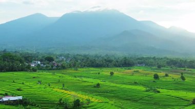 Beautiful morning view indonesia panorama landscape paddy fields with beauty color and sky natural light