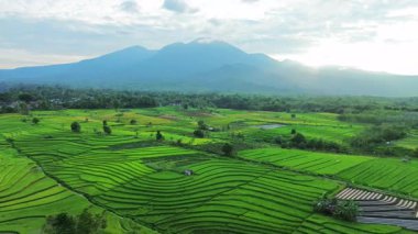 Beautiful morning view indonesia panorama landscape paddy fields with beauty color and sky natural light