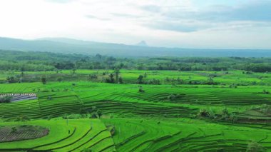 Beautiful morning view indonesia panorama landscape paddy fields with beauty color and sky natural light