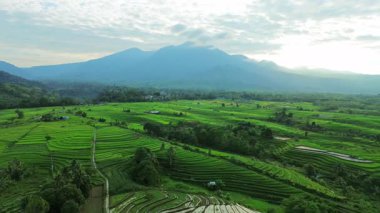Beautiful morning view indonesia panorama landscape paddy fields with beauty color and sky natural light