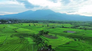 Beautiful morning view indonesia panorama landscape paddy fields with beauty color and sky natural light