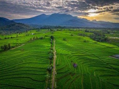 Beautiful morning view indonesia panorama landscape paddy fields with beauty color and sky natural light