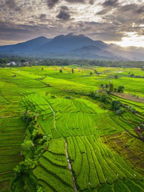 Beautiful morning view indonesia panorama landscape paddy fields with beauty color and sky natural light