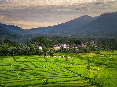 Beautiful morning view indonesia panorama landscape paddy fields with beauty color and sky natural light