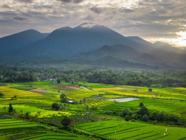 Beautiful morning view indonesia panorama landscape paddy fields with beauty color and sky natural light