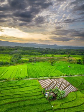 Beautiful morning view indonesia panorama landscape paddy fields with beauty color and sky natural light