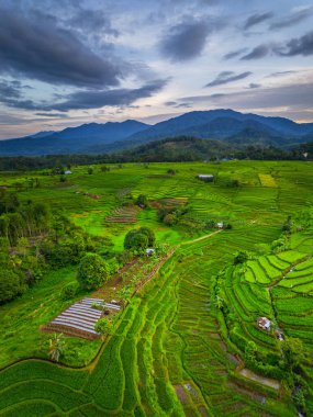 Beautiful morning view indonesia panorama landscape paddy fields with beauty color and sky natural light
