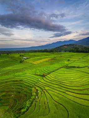 Beautiful morning view indonesia panorama landscape paddy fields with beauty color and sky natural light