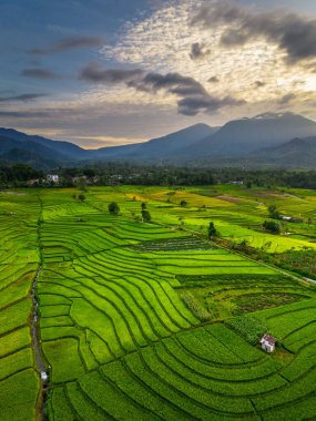 Beautiful morning view indonesia panorama landscape paddy fields with beauty color and sky natural light