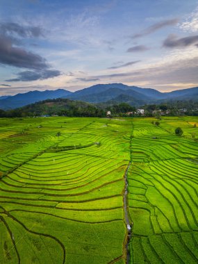 Beautiful morning view indonesia panorama landscape paddy fields with beauty color and sky natural light