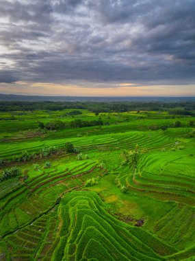 Beautiful morning view indonesia panorama landscape paddy fields with beauty color and sky natural light