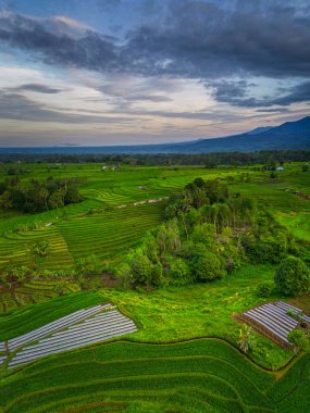 Beautiful morning view indonesia panorama landscape paddy fields with beauty color and sky natural light