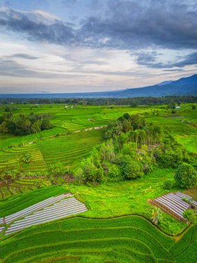 Beautiful morning view indonesia panorama landscape paddy fields with beauty color and sky natural light
