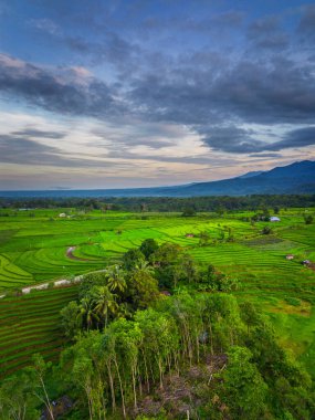 Beautiful morning view indonesia panorama landscape paddy fields with beauty color and sky natural light