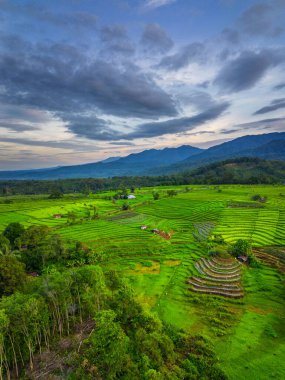 Beautiful morning view indonesia panorama landscape paddy fields with beauty color and sky natural light