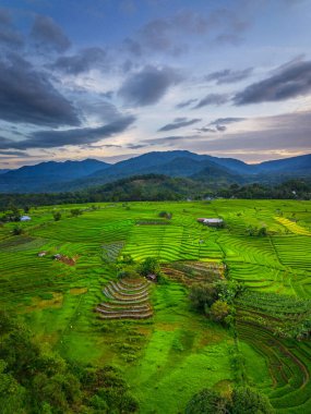 Beautiful morning view indonesia panorama landscape paddy fields with beauty color and sky natural light