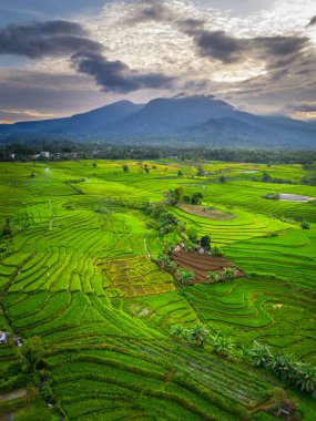 Beautiful morning view indonesia panorama landscape paddy fields with beauty color and sky natural light