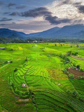 Beautiful morning view indonesia panorama landscape paddy fields with beauty color and sky natural light