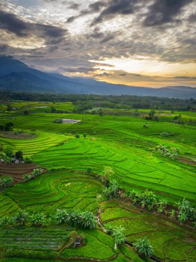 Beautiful morning view indonesia panorama landscape paddy fields with beauty color and sky natural light