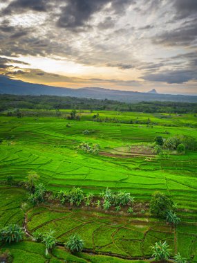 Beautiful morning view indonesia panorama landscape paddy fields with beauty color and sky natural light
