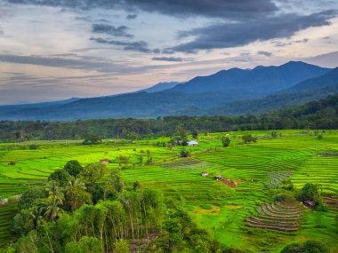 Beautiful morning view indonesia panorama landscape paddy fields with beauty color and sky natural light