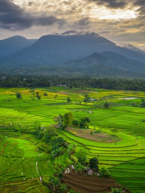 Beautiful morning view indonesia panorama landscape paddy fields with beauty color and sky natural light