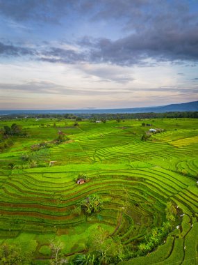 Beautiful morning view indonesia panorama landscape paddy fields with beauty color and sky natural light