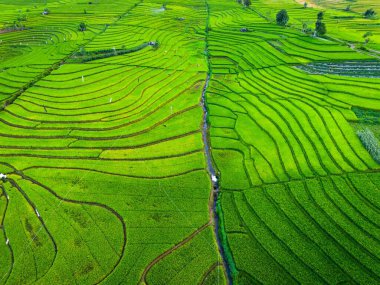 Beautiful morning view indonesia panorama landscape paddy fields with beauty color and sky natural light