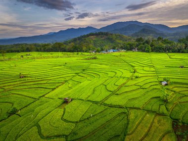 Beautiful morning view indonesia panorama landscape paddy fields with beauty color and sky natural light