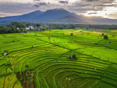 Beautiful morning view indonesia panorama landscape paddy fields with beauty color and sky natural light