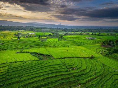 Beautiful morning view indonesia panorama landscape paddy fields with beauty color and sky natural light