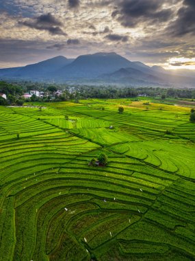 Beautiful morning view indonesia panorama landscape paddy fields with beauty color and sky natural light