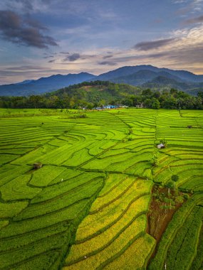 Beautiful morning view indonesia panorama landscape paddy fields with beauty color and sky natural light