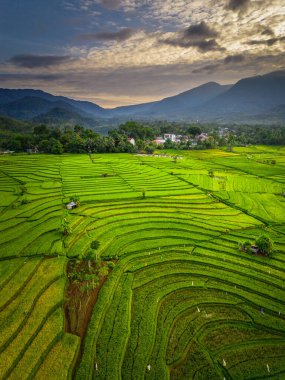 Beautiful morning view indonesia panorama landscape paddy fields with beauty color and sky natural light