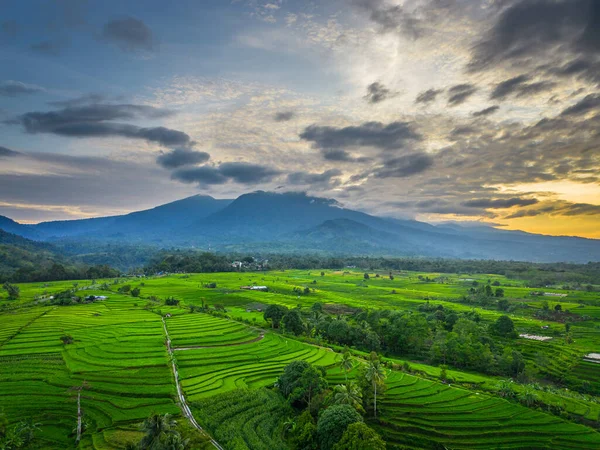 Beautiful morning view indonesia panorama landscape paddy fields with beauty color and sky natural light