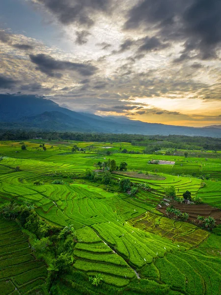 Beautiful morning view indonesia panorama landscape paddy fields with beauty color and sky natural light