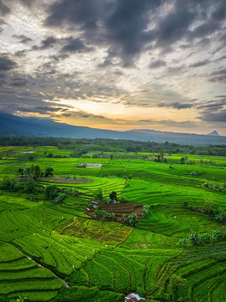 Beautiful morning view indonesia panorama landscape paddy fields with beauty color and sky natural light