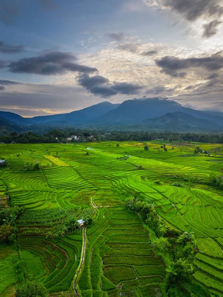 Beautiful morning view indonesia panorama landscape paddy fields with beauty color and sky natural light