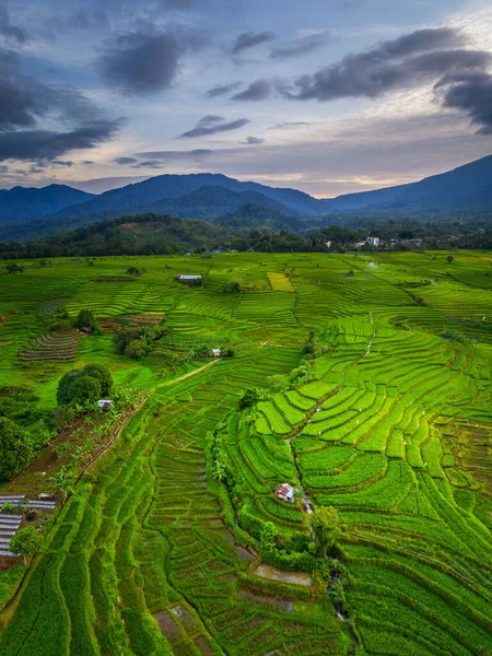 Beautiful morning view indonesia panorama landscape paddy fields with beauty color and sky natural light