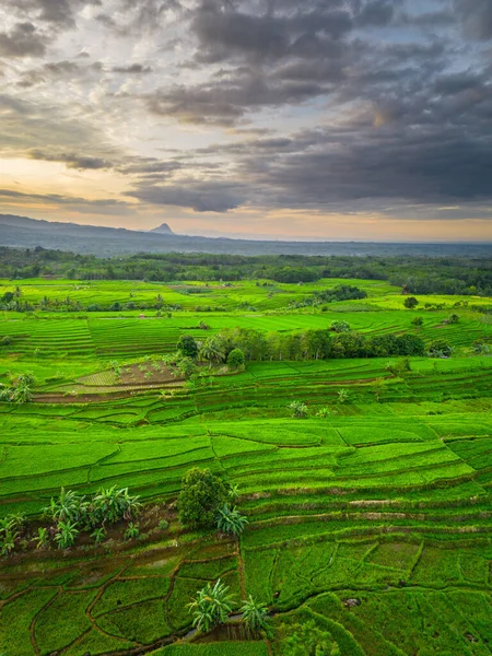 Beautiful morning view indonesia panorama landscape paddy fields with beauty color and sky natural light