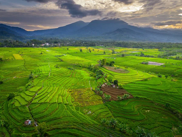 Beautiful morning view indonesia panorama landscape paddy fields with beauty color and sky natural light