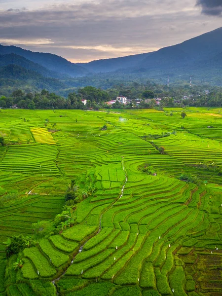 Beautiful morning view indonesia panorama landscape paddy fields with beauty color and sky natural light