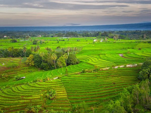 Beautiful morning view indonesia panorama landscape paddy fields with beauty color and sky natural light