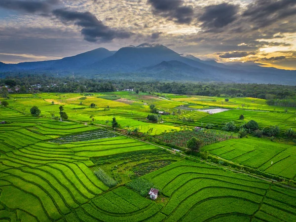Beautiful morning view indonesia panorama landscape paddy fields with beauty color and sky natural light