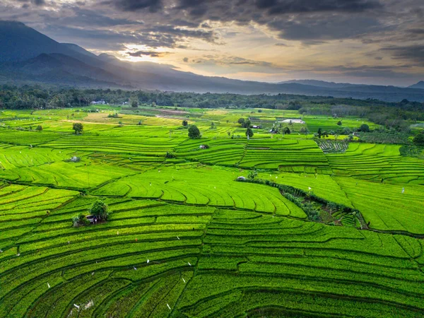 Beautiful morning view indonesia panorama landscape paddy fields with beauty color and sky natural light