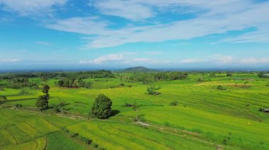 Beautiful morning view indonesia panorama landscape paddy fields with beauty color and sky natural light